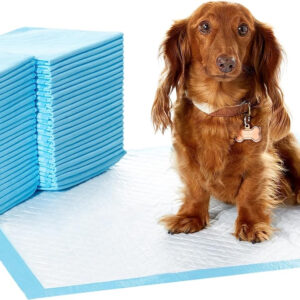 A dog sits on top of a stack of Amazon Basics Dog and Puppy Pee Pads with Leak-Proof Quick-Dry Design for Potty Training, Heavy Duty Absorbency, Regular Size, 24 x 23 Inches, Pack of 50, Blue & White.