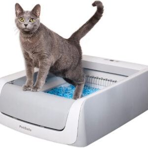 A gray cat standing on top of a litter box with PetSafe ScoopFree Complete Plus - Includes Disposable Tray.