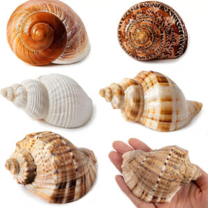 A grouping of 5PCS Large Hermit Crab Shells in various colors, perfect for beach decoration or as supplies for hermit crabs.