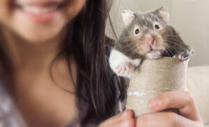 Hammy the hamster in a toilet paper roll