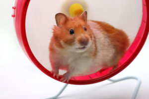 Hamster in a wheel