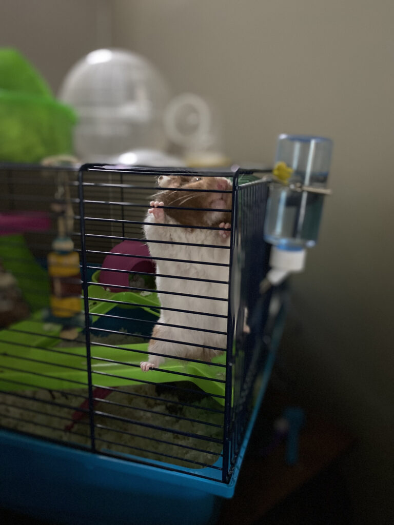 Hammy the hamster trying to escape her cage